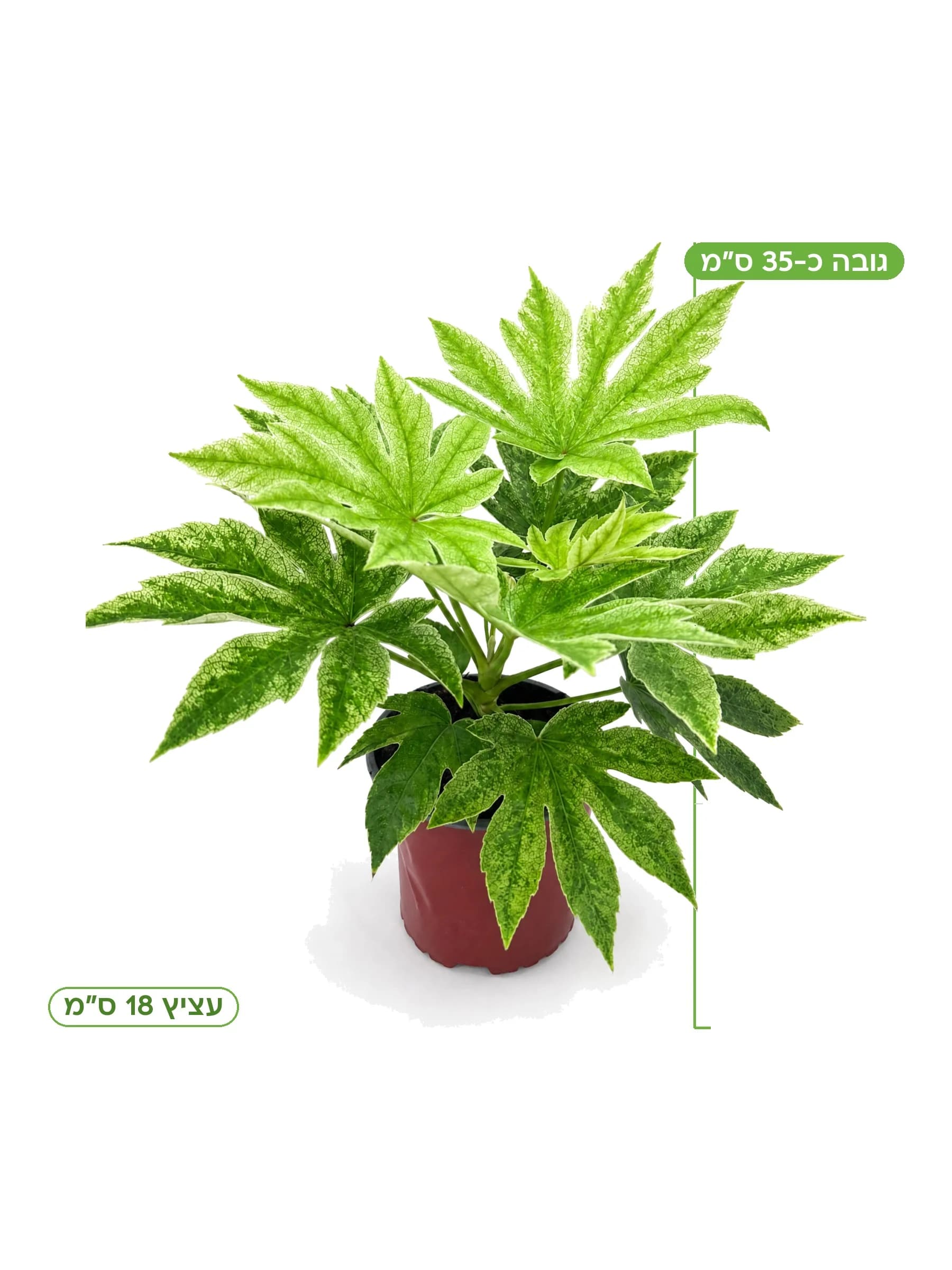 ארליה יפנית ׳ספיידר׳ עציץ 18 ס״מ, גובה כ-35 ס״מ