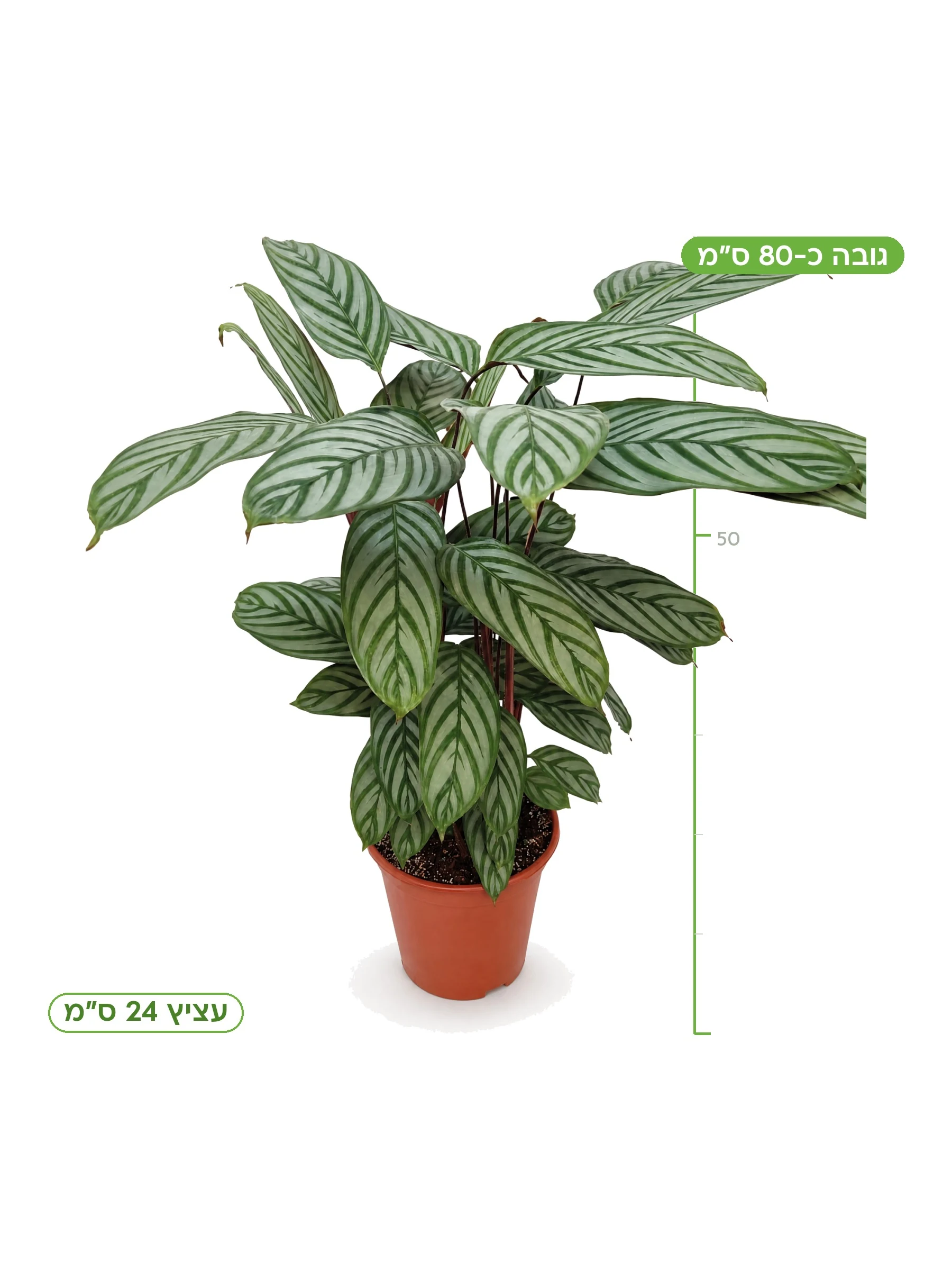 קטננטה אופנהיימיאנה עציץ 24 ס״מ, גובה כ-80 ס״מ
