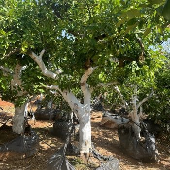 אשכולית אדומה בוגרת 8-10 צול